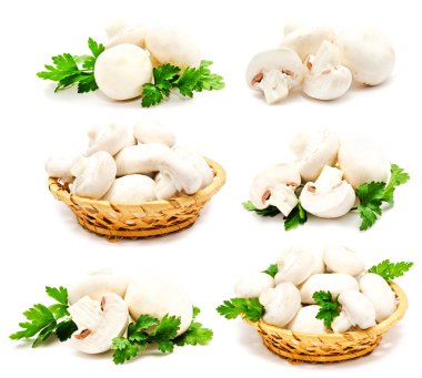 izole champignon mantar beyaz agaricus topluluğu