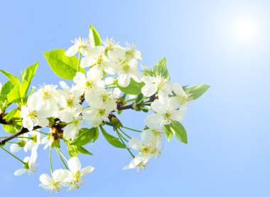 elma çiçeği ve mavi gökyüzü 