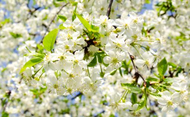 güneşli bir gün içinde elma çiçeği