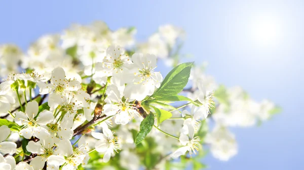 Fleurs de pomme et ciel bleu — Photo