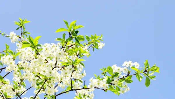 Fleurs de pomme et ciel bleu — Photo