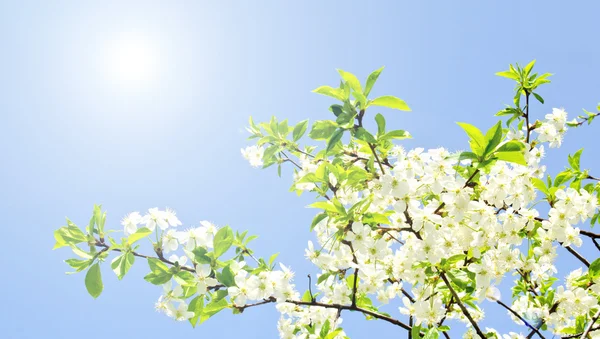 Flores de manzana y cielo azul —  Fotos de Stock