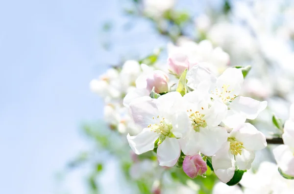 Appel bloesem en blauwe hemel — Stockfoto