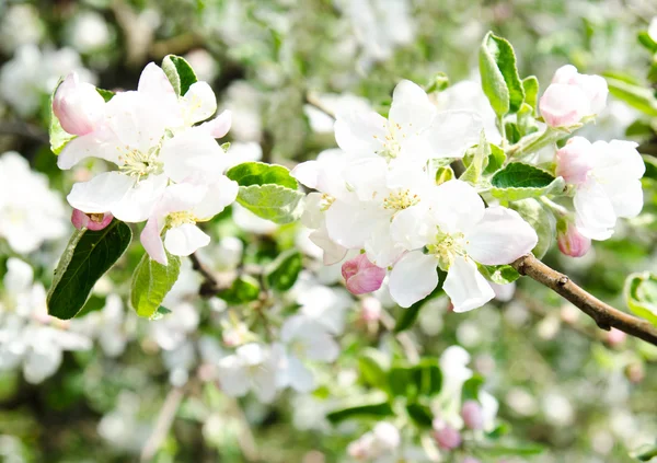 Apple blossoms — Stock Photo, Image