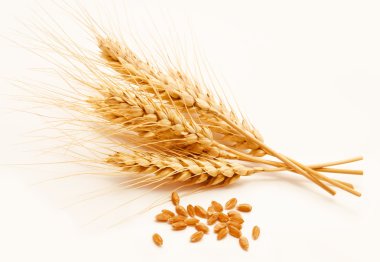 beyaz izole buğday kulaklar 