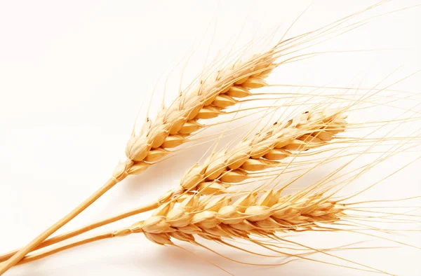 Beyaz izole buğday kulaklar — Stok fotoğraf