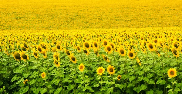 Beautiful sunflower field — Stock Photo, Image