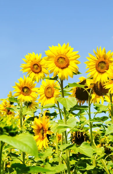 Beautiful sunflower field — Stock Photo, Image