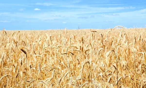 Gold wheat field and blue sky Stock Picture