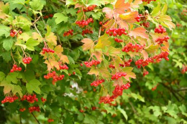 kırmızı yabanmersini