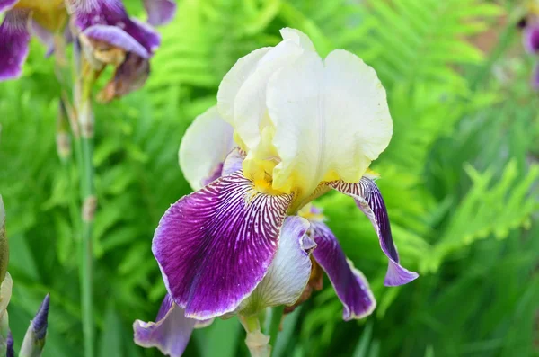 Iris blomma i trädgården. — Stockfoto
