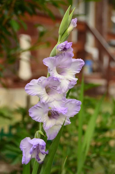 Garden Gladiolus. — Stock Photo, Image