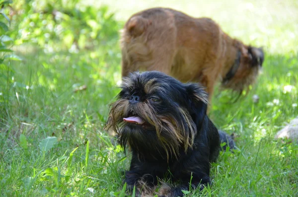 Hond, Belgische griffon, ligt op het gazon. — Stockfoto