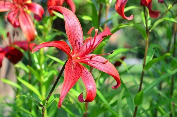 Tiger Lily on a sunny flowerbed. — Stock Photo, Image