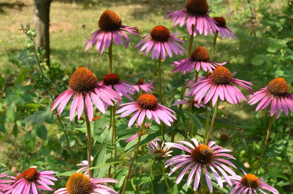 Fleurs épeautre violet (rudbeckia ) — Photo