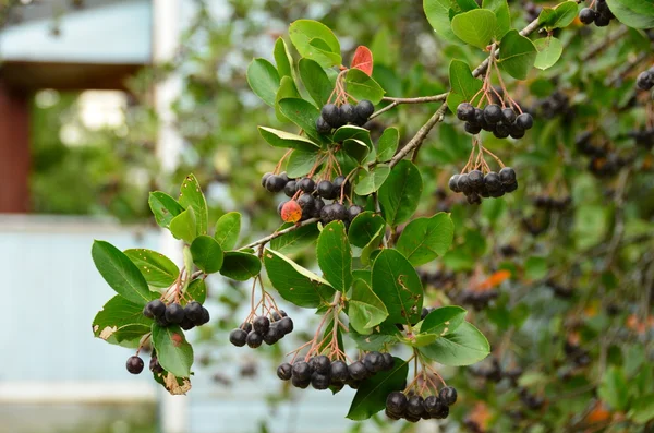 Chokeberry υποκατάστημα. — Φωτογραφία Αρχείου