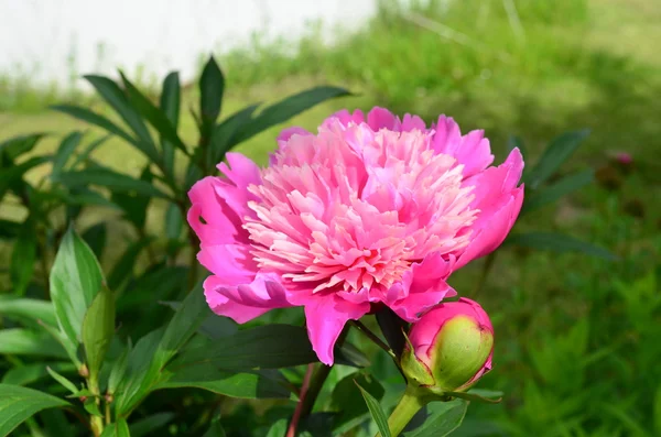 Flor rosa peonía — Foto de Stock