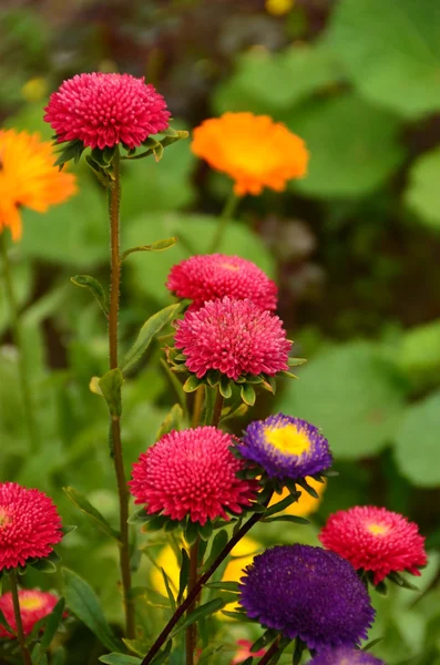 Groupe d'asters sur un lit — Photo