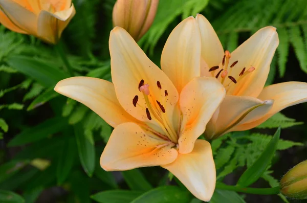 Thai lily on a bed. — Stock Photo, Image