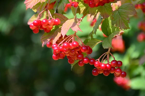 The red cranberry — Stock Photo, Image