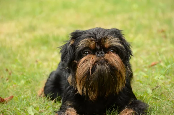 Belgische griffon hond voor een gang — Stockfoto