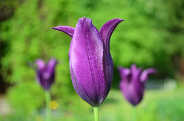 Tulipe de lis pourpre . — Photo