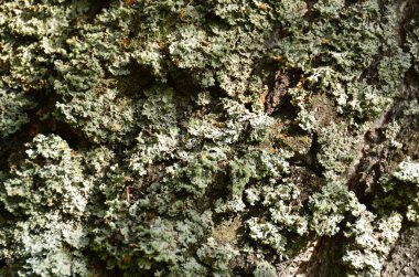 bir huş gövde üzerinde büyüyen liken