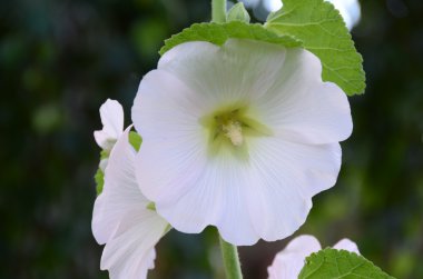 büyük beyaz çiçek malva