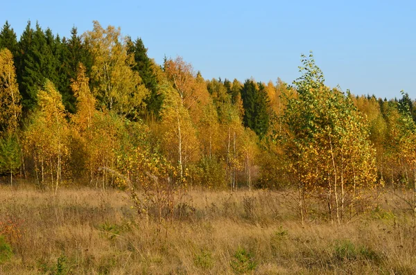 Bordo della foresta autunnale . — Foto Stock