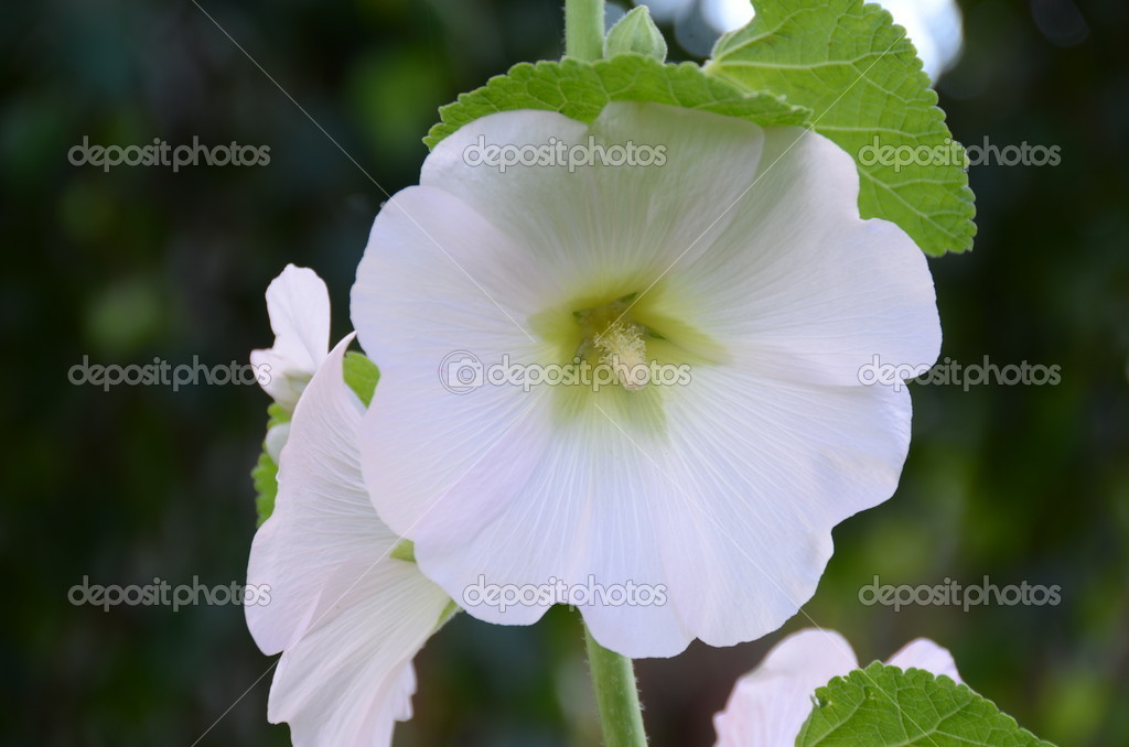 Grande Fleur Blanche Malva Photographie Mosstan 12680066