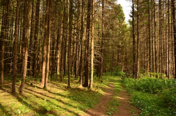 Strada forestale — Foto Stock