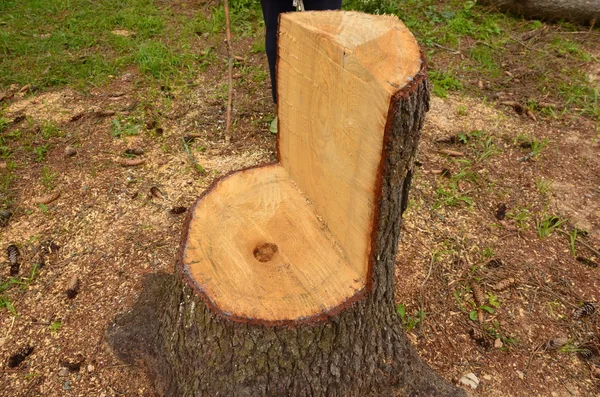 Improvised furniture logging. — Stock Photo, Image