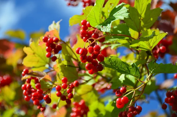 The red Viburnum — Stock Photo, Image