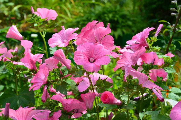 La composizione di lavatery rosa . — Foto Stock