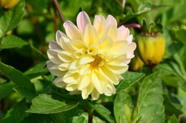 sarı yıldız çiçeği.