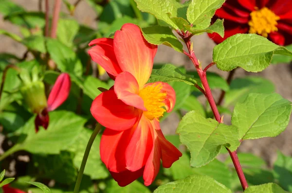 Scarlet dahlia and a branch of plum. — Stock Photo, Image