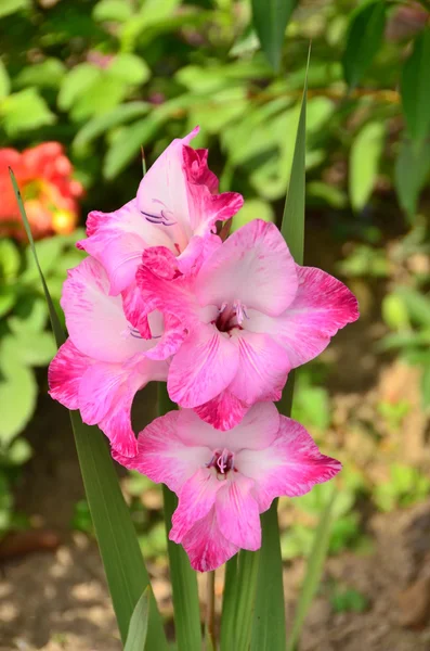 Rosa trädgård gladiolus — Stockfoto