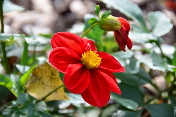 Dieprode dahlia. — Stockfoto