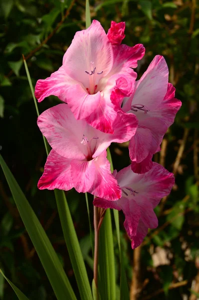 粉色花园唐菖蒲 — 图库照片