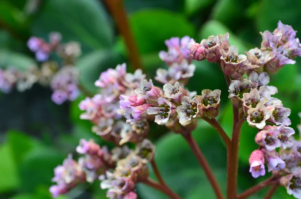 Flower Bergenia. — Stock Photo, Image