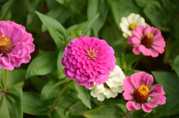 ピンクのヒャクニチソウ花 — ストック写真