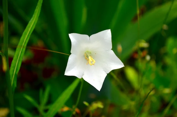 Witte bell — Stockfoto