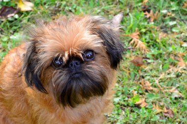 köpek, brussels griffon, sonbahar çim.