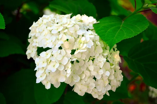 Fehér virág Hortenzia — Stock Fotó