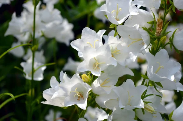 Campanas blancas . — Foto de Stock