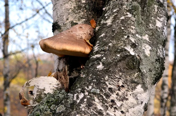 Mushroom a tinder fungus on a birch — Stock Photo, Image