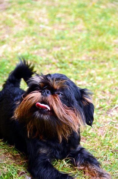 Belgický griffon psa na procházku — Stock fotografie