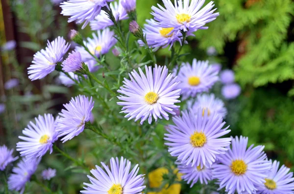 Flores arbustos asters — Fotografia de Stock