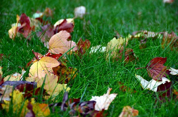 Zelené trávy, podzimní listí. — Stock fotografie