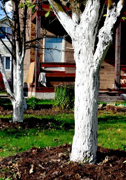 Blanchiment des arbres de jardin . Images De Stock Libres De Droits